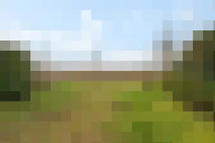 Goudreinette 9 Lith thumbnail 42