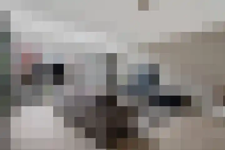 Goudreinette 9 Lith thumbnail 9