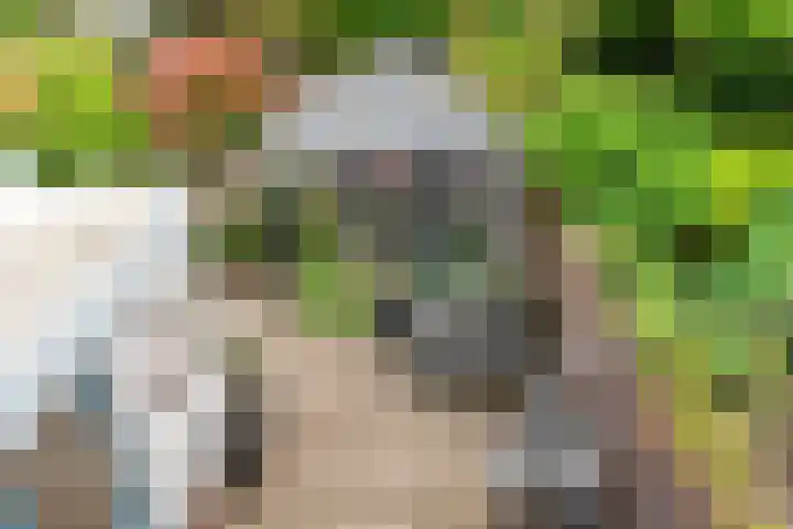 Goudrenet 1 Geldermalsen thumbnail 30