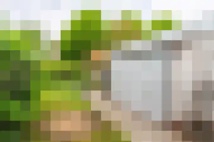 Goudrenet 1 Geldermalsen thumbnail 36