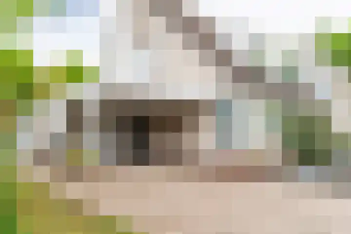Goudrenet 1 Geldermalsen thumbnail 6