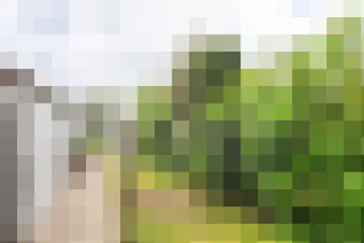 Goudrenet 1 Geldermalsen thumbnail 65
