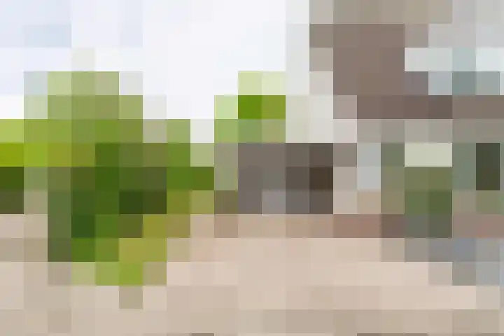 Goudrenet 1 Geldermalsen thumbnail 7