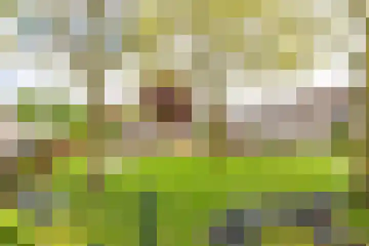 Goudrenet 1 Geldermalsen thumbnail 72