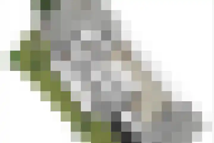 Goudrenet 1 Geldermalsen thumbnail 80