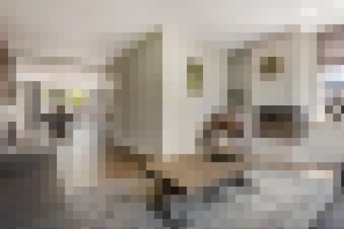 Goudrenet 49 Geldermalsen thumbnail 11