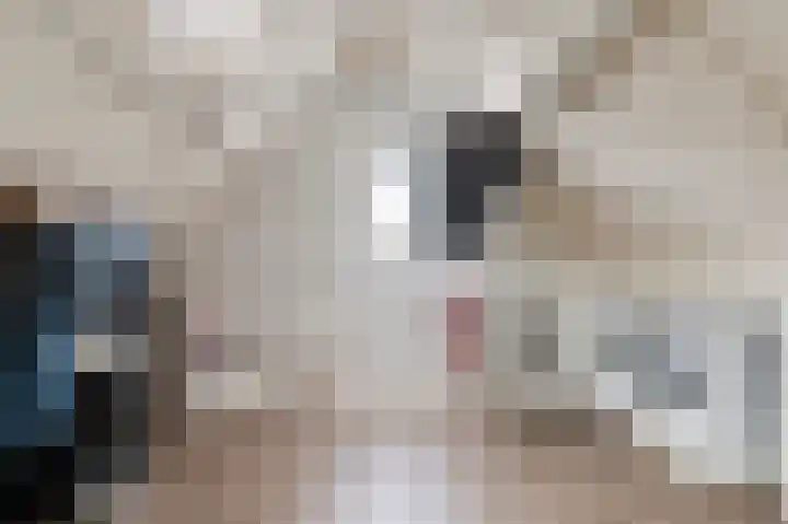 Goudrenet 8 Geldermalsen thumbnail 17