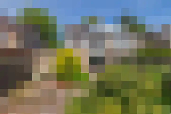 Goudriaanstraat 95 Zwaanshoek thumbnail 34