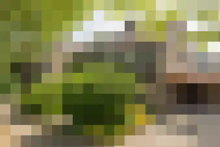 Goudriaanstraat 95 Zwaanshoek thumbnail 7