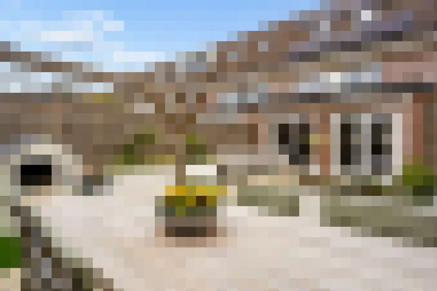 Goudsbloem 30 Odijk thumbnail 38