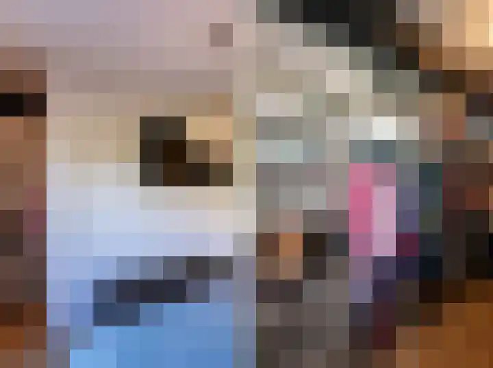 Goudsbloem 4 Berghem thumbnail 17