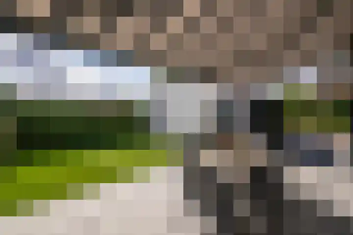 Goudsbloem 4 Berghem thumbnail 24