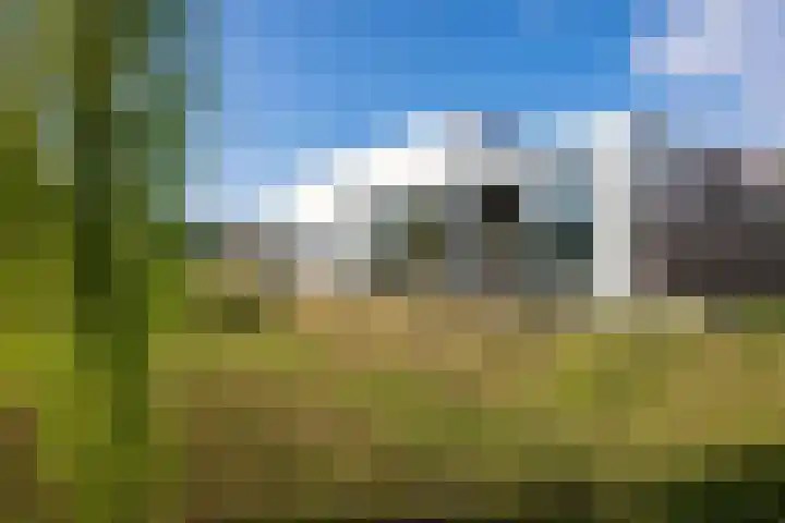 Goudsbloem 4 Berghem thumbnail 30