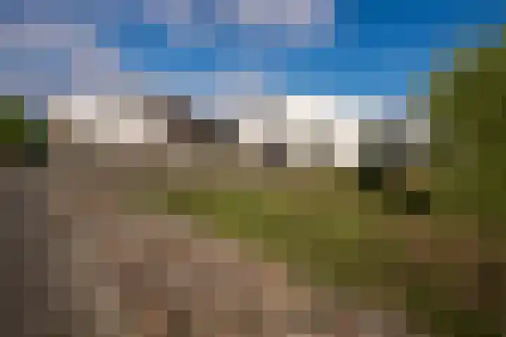 Goudsbloem 4 Berghem thumbnail 31