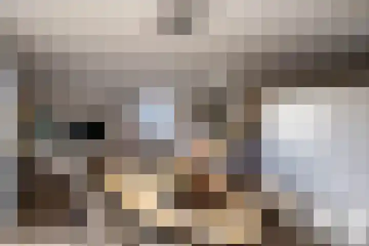 Goudsbloem 4 Berghem thumbnail 8