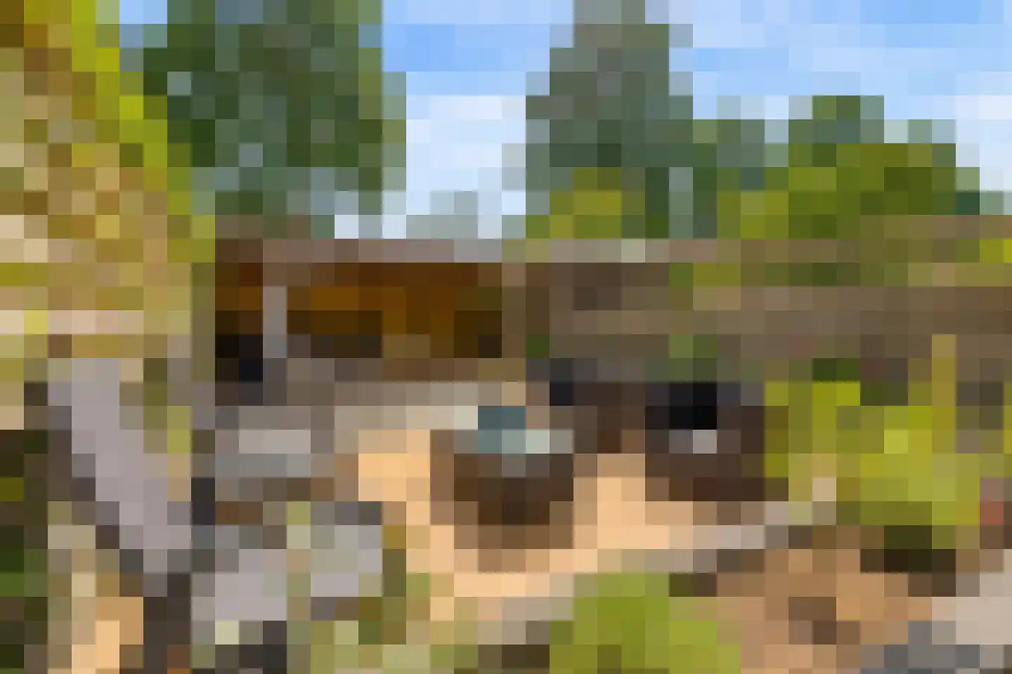 Goudsbloem 54 Odijk thumbnail 55