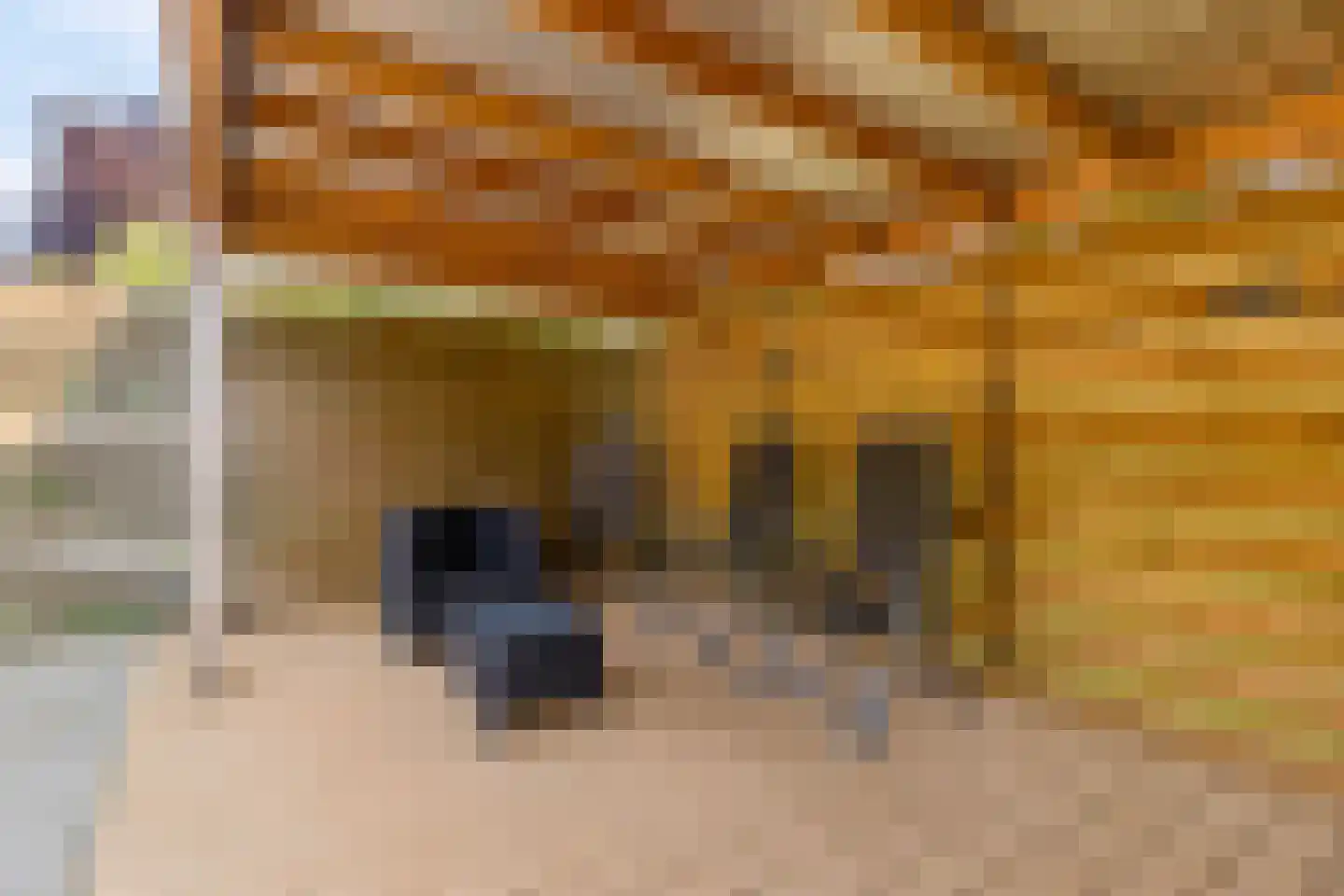 Goudsbloem 54 Odijk thumbnail 62
