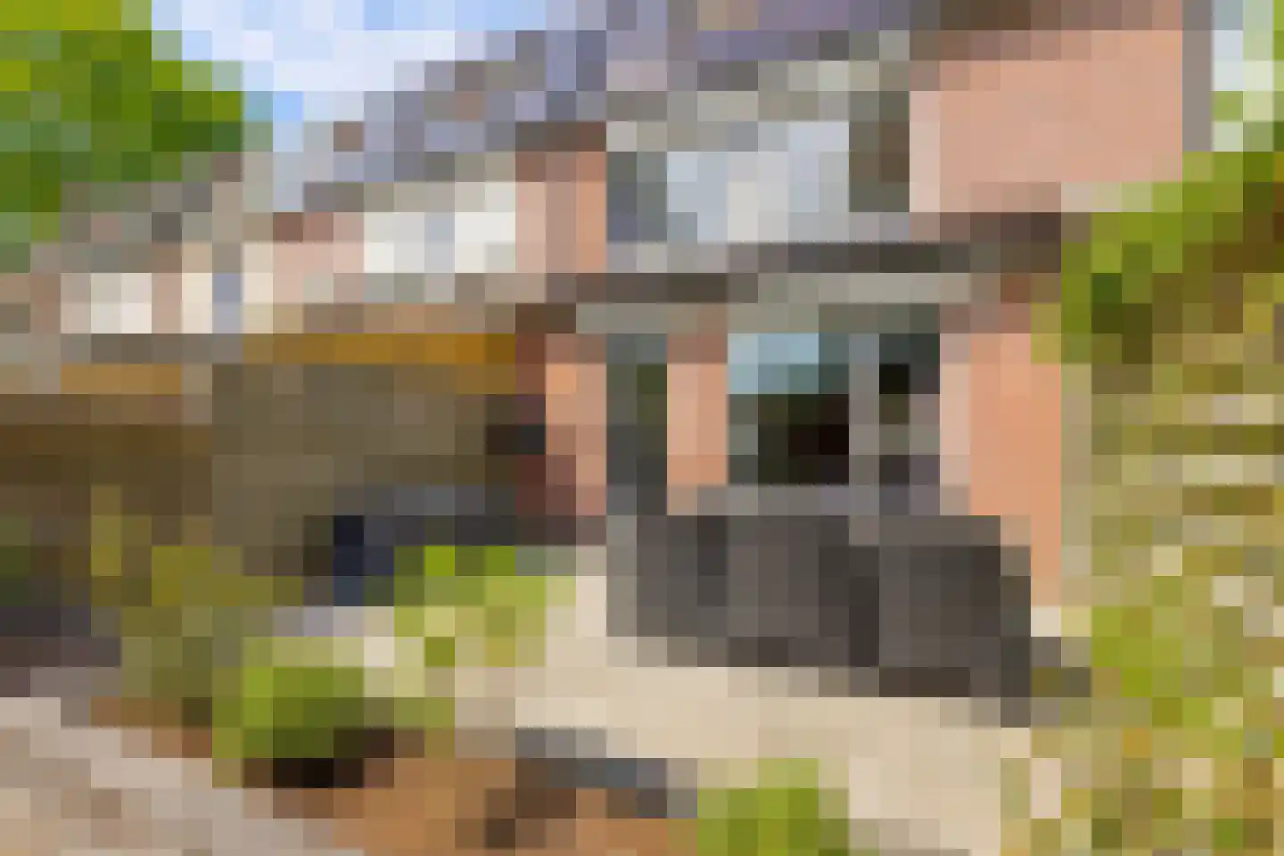 Goudsbloem 54 Odijk thumbnail 64