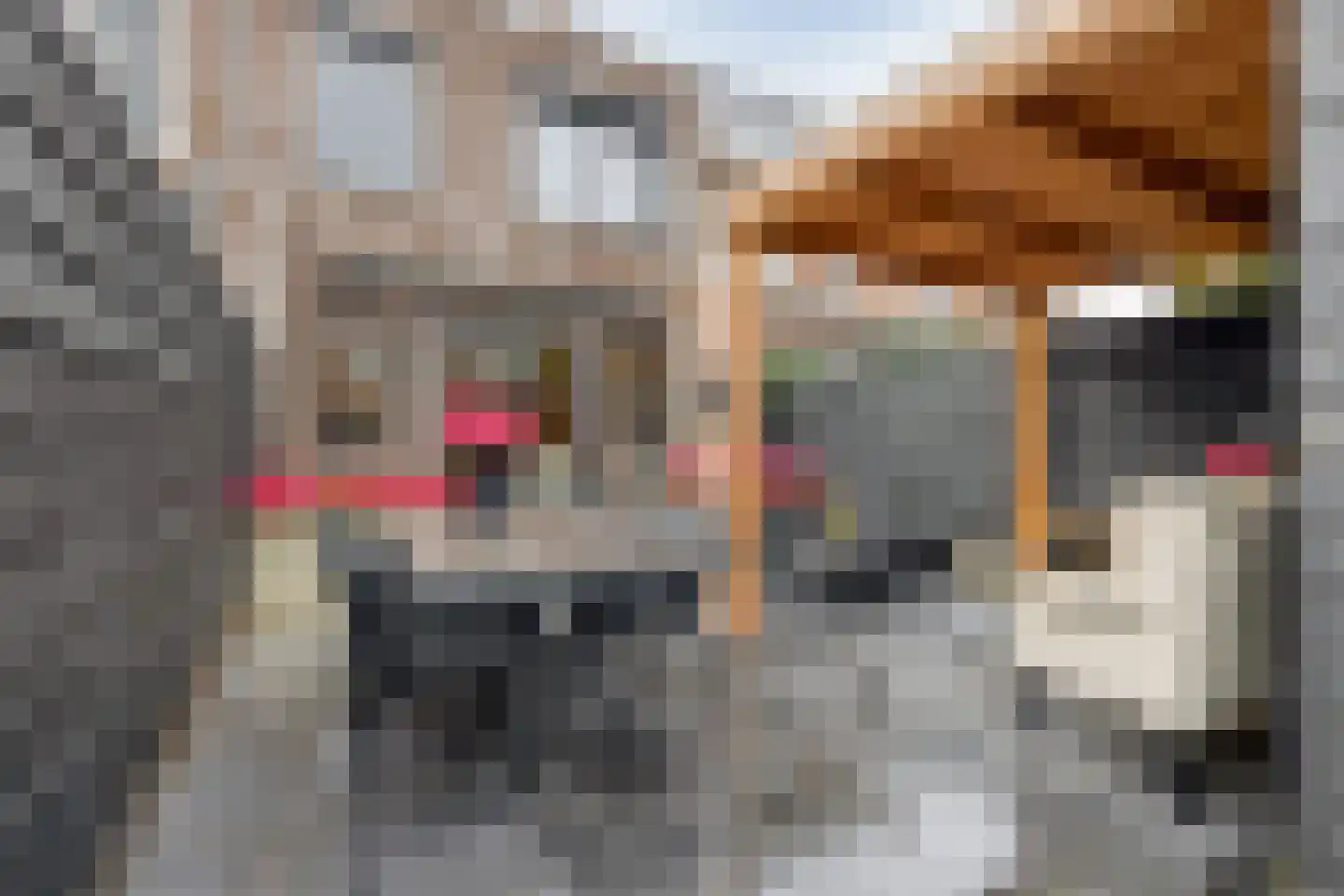 Goudsbloem 6 Bodegraven thumbnail 40
