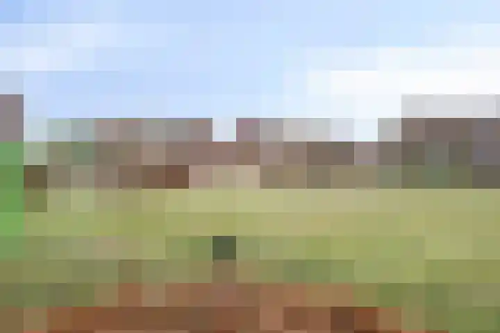 Goudsbloem 8 Boekel thumbnail 41