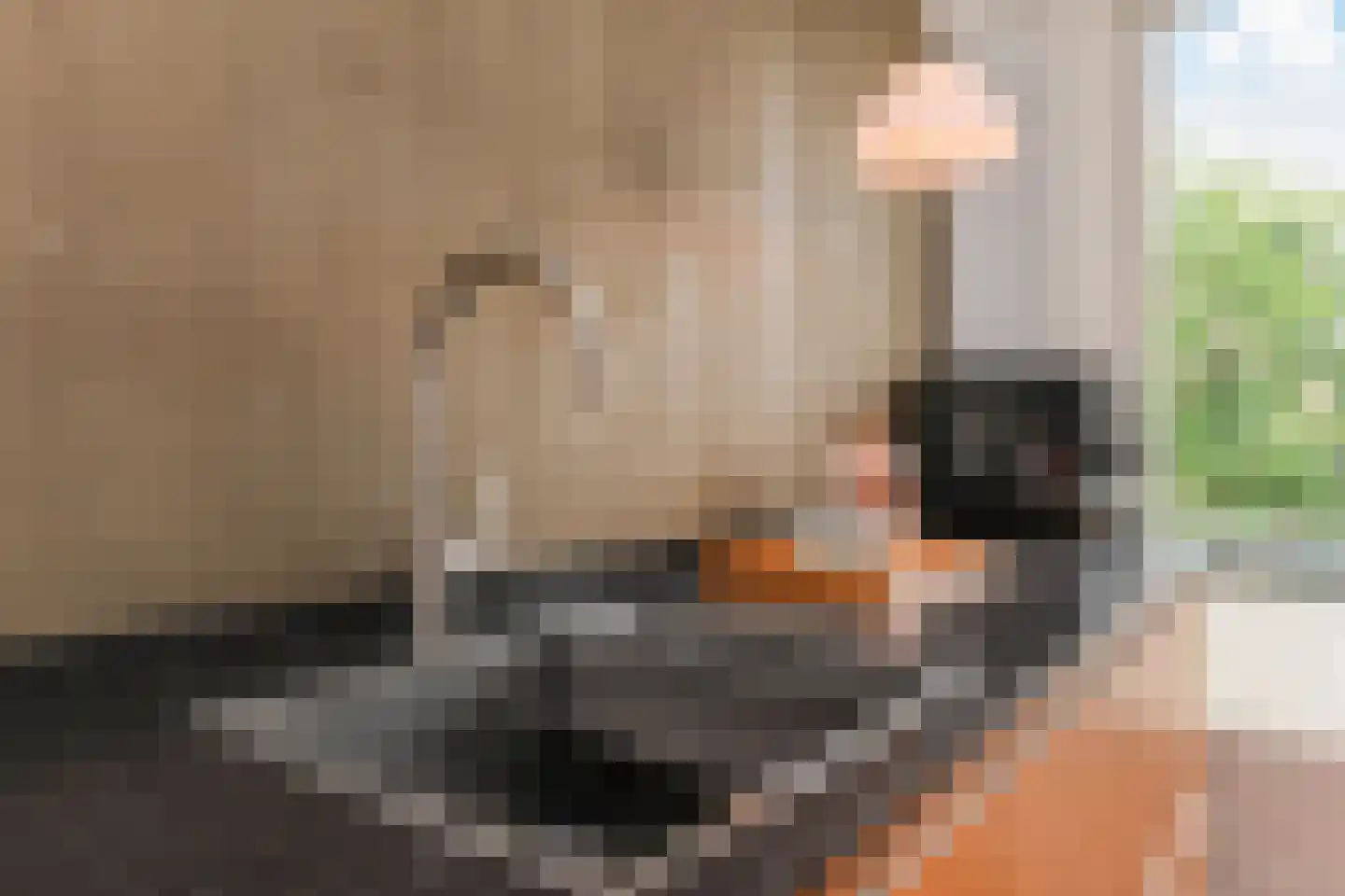 Goudsbloemlaan 26 Den Haag thumbnail 18