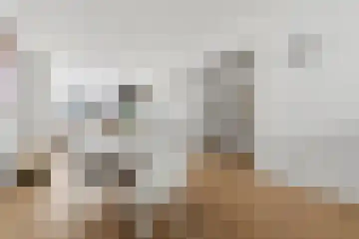 Goudsbloemlaan 63 Den Haag thumbnail 10
