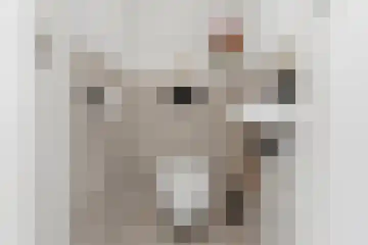 Goudsbloemlaan 63 Den Haag thumbnail 20