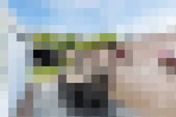 Goudsbloemstraat 3 Bergeijk thumbnail 33