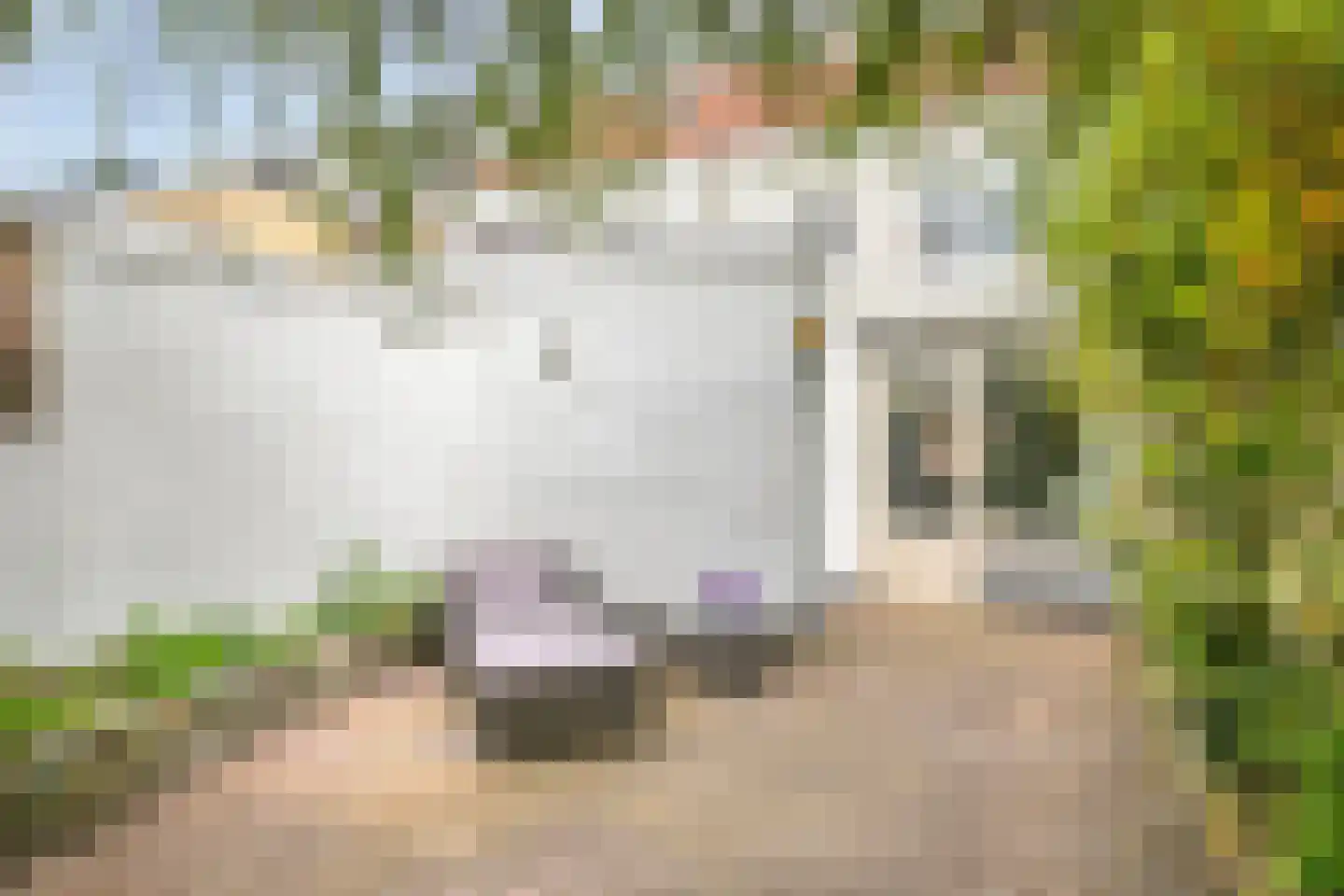 Goudsbloemstraat 38 Eindhoven thumbnail 20