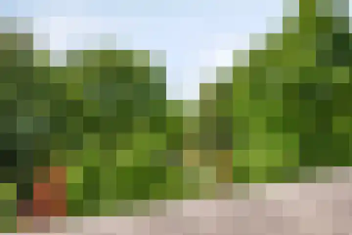 Goudvink 2 Brunssum thumbnail 25