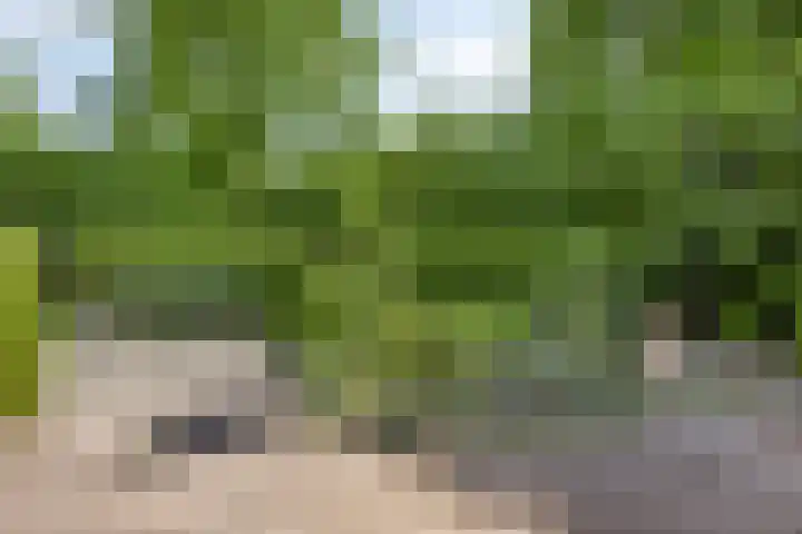 Goudvink 2 Brunssum thumbnail 26