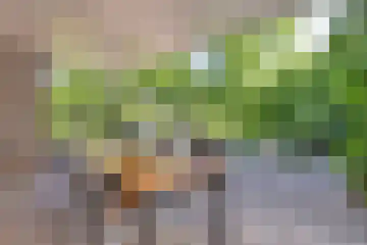 Goudvink 2 Brunssum thumbnail 28