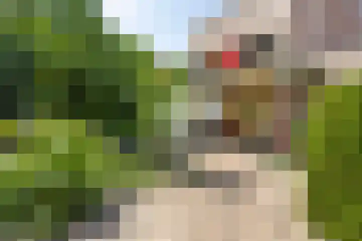 Goudvink 2 Brunssum thumbnail 29