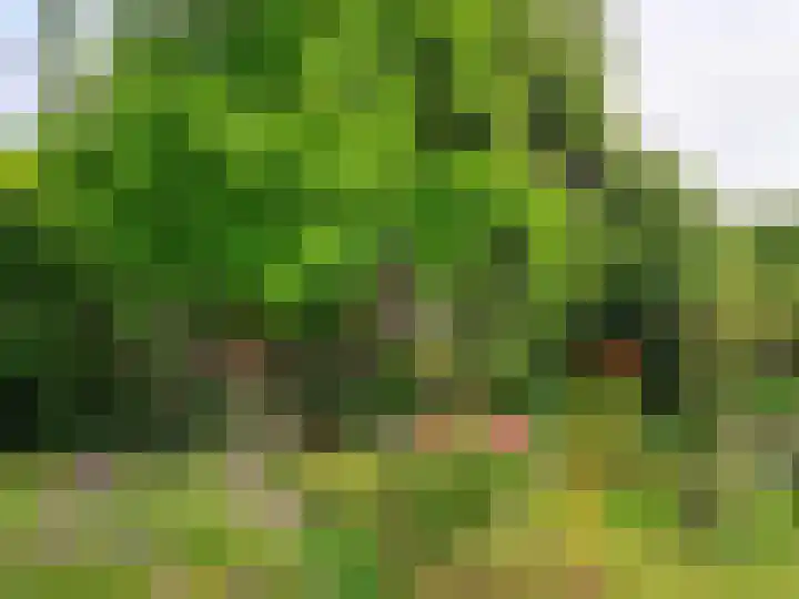 Goudvink 21 Numansdorp thumbnail 44