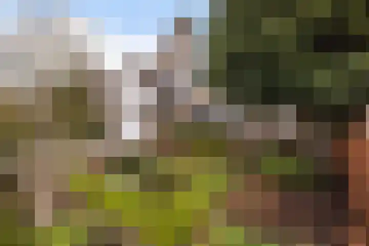 Goudvink 21 Numansdorp thumbnail 6