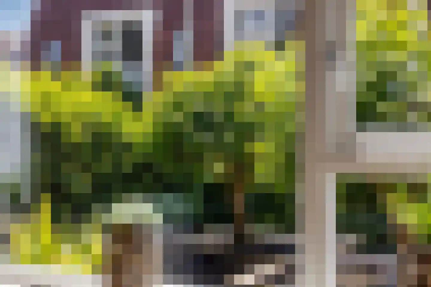 Goudvink 3 Olst thumbnail 13