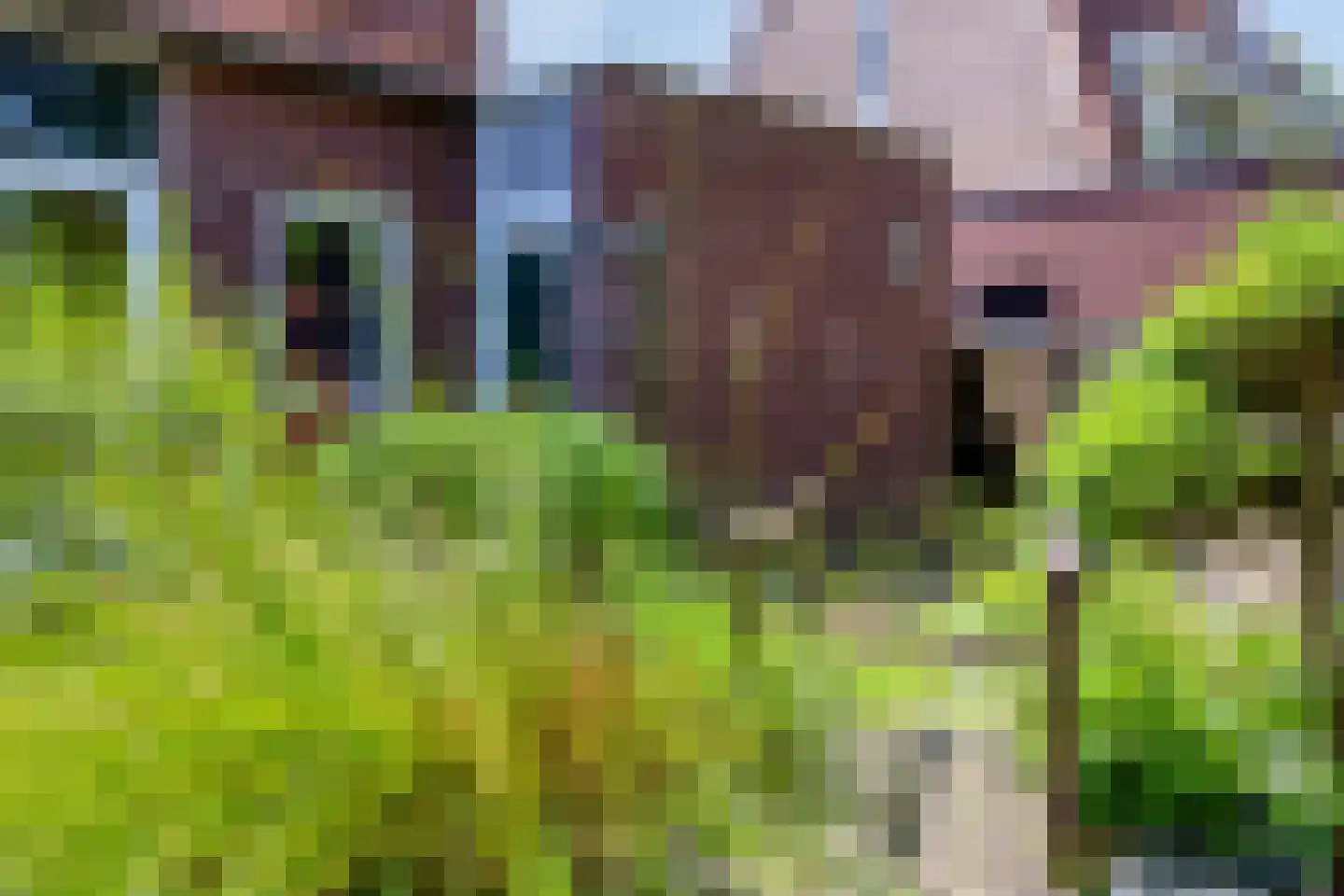 Goudvink 3 Olst thumbnail 43