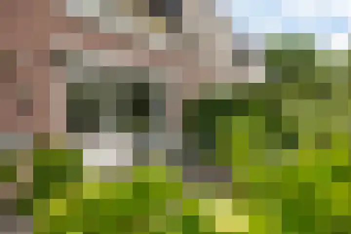 Goudvink 37 Soest thumbnail 25