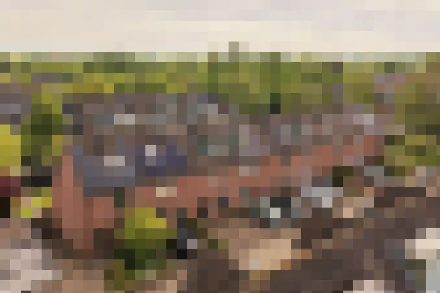 Goudwesp 5 Soest thumbnail 40