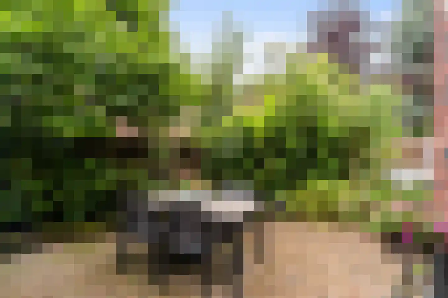 Goudwespmeent 55 Hilversum thumbnail 21