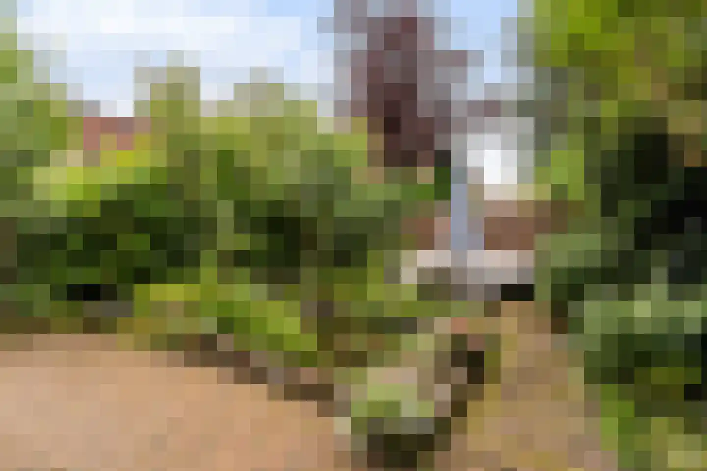 Goudwespmeent 55 Hilversum thumbnail 23