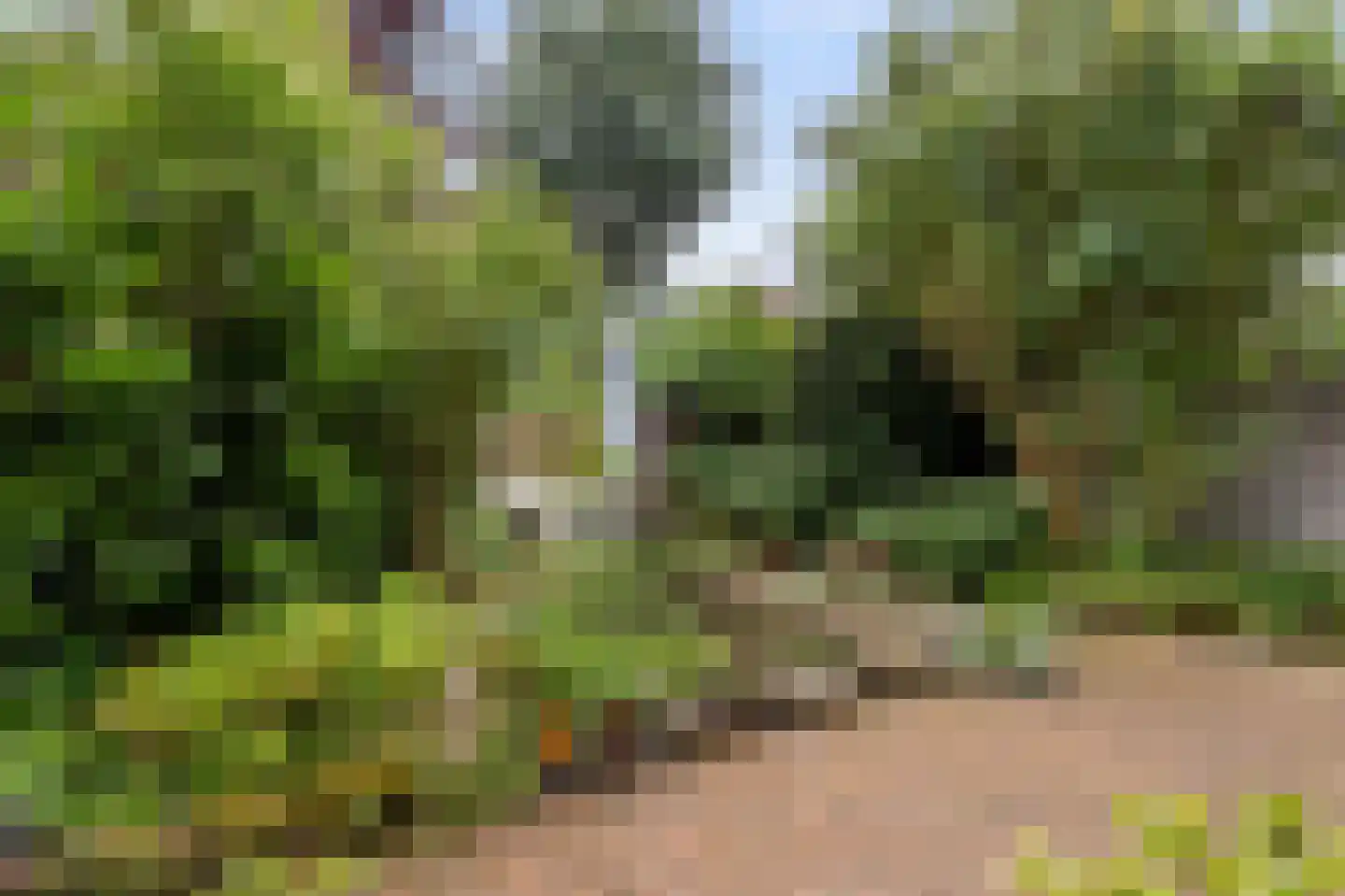 Goudwespmeent 55 Hilversum thumbnail 24