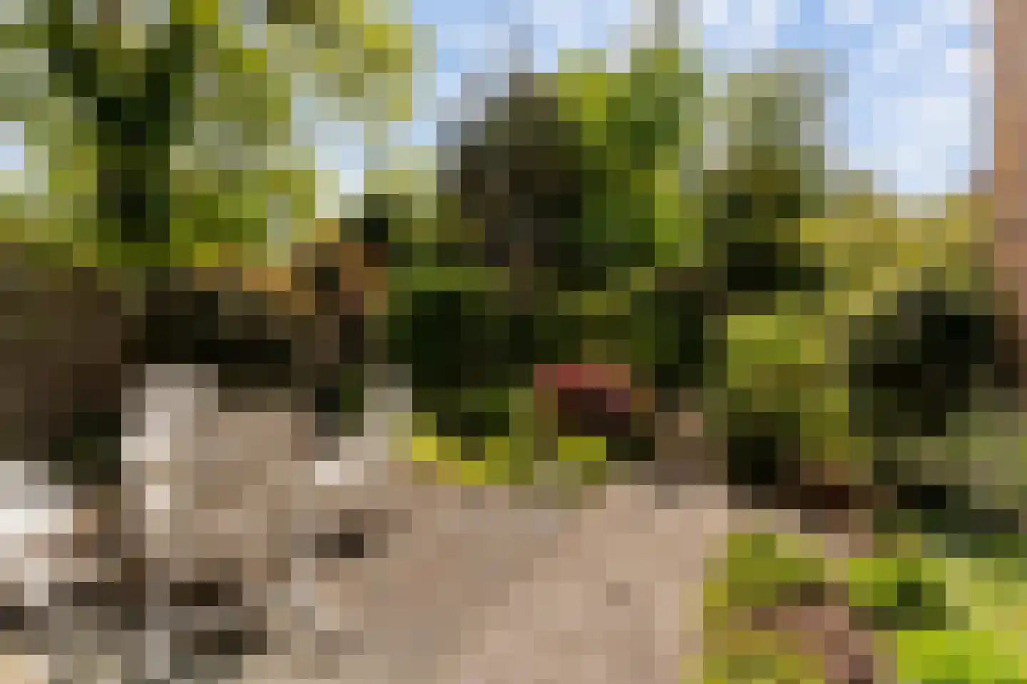 Goudwespmeent 74 Hilversum thumbnail 22