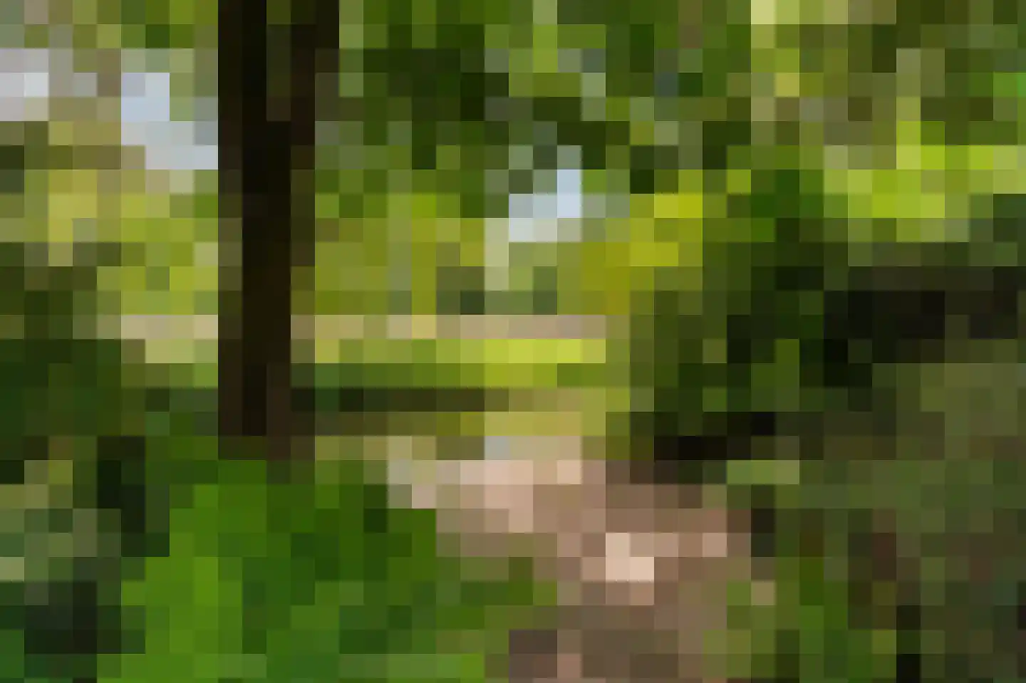 Goudwespmeent 74 Hilversum thumbnail 29