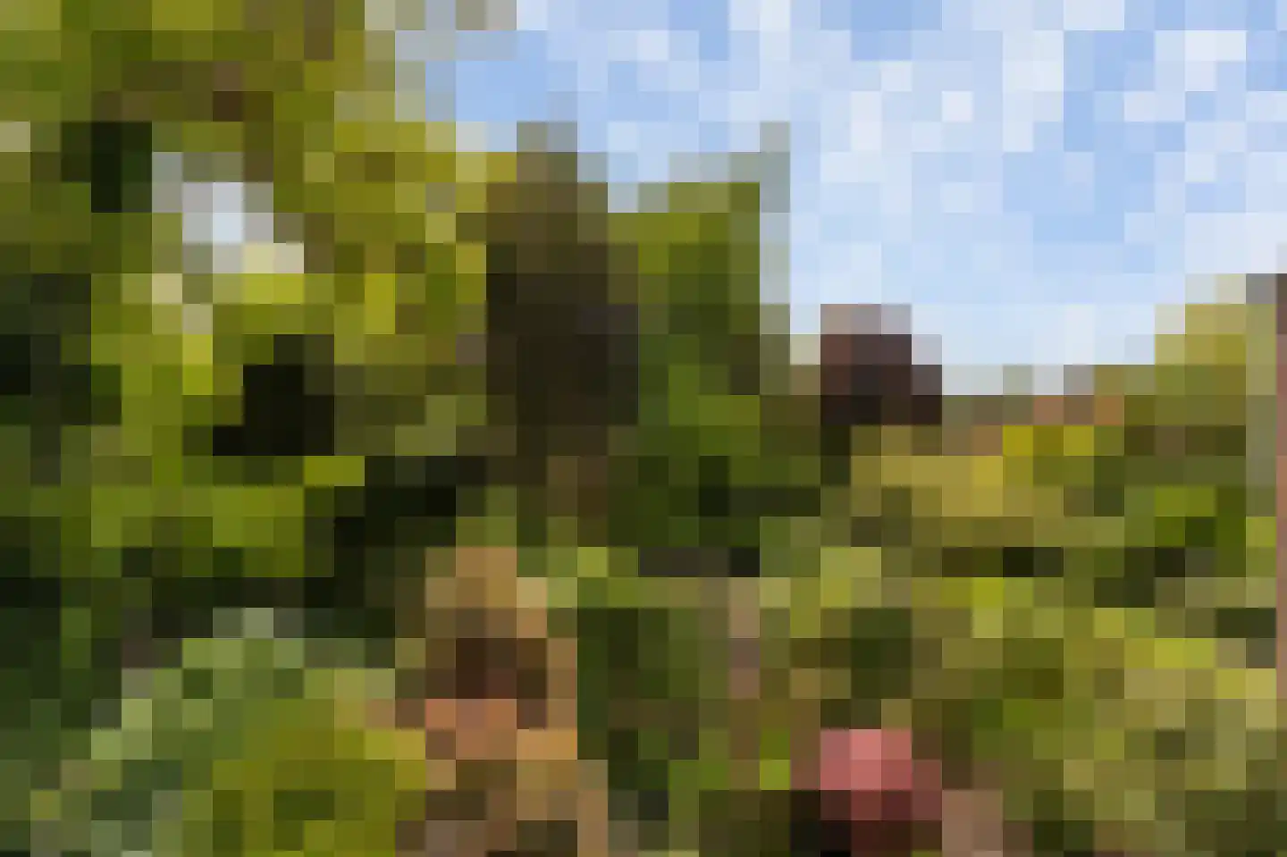 Goudwespmeent 74 Hilversum thumbnail 30