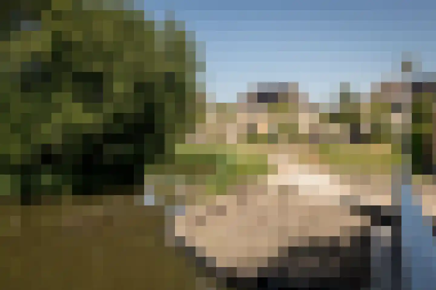 Goudwinde 12 Avenhorn thumbnail 51