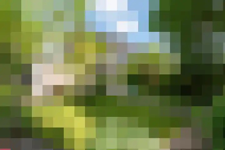 Goudzeelt 79 Zuid-Scharwoude thumbnail 47