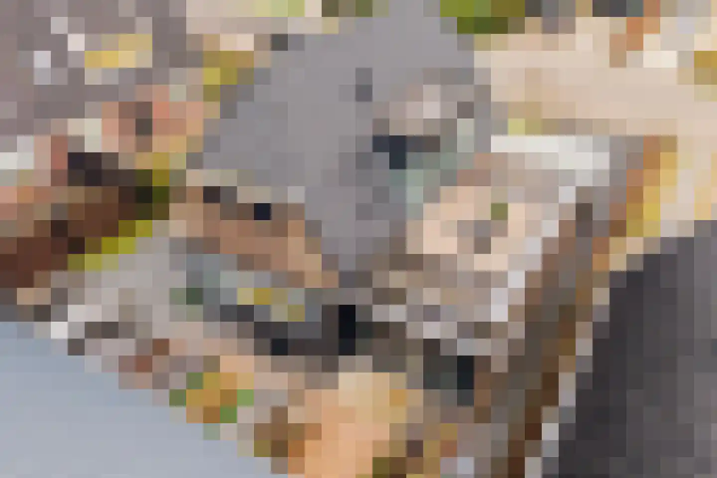 Goutumerdyk 6 Goutum thumbnail 53