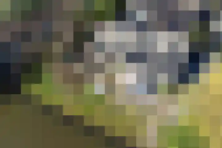 Gouverneur Holvoetstraat 24 's-Hertogenbosch thumbnail 63