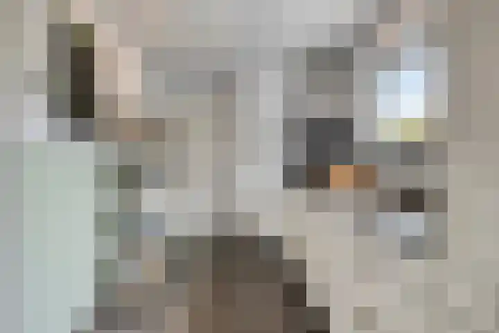 Gouverneur Houbenstraat 26 Heel thumbnail 14